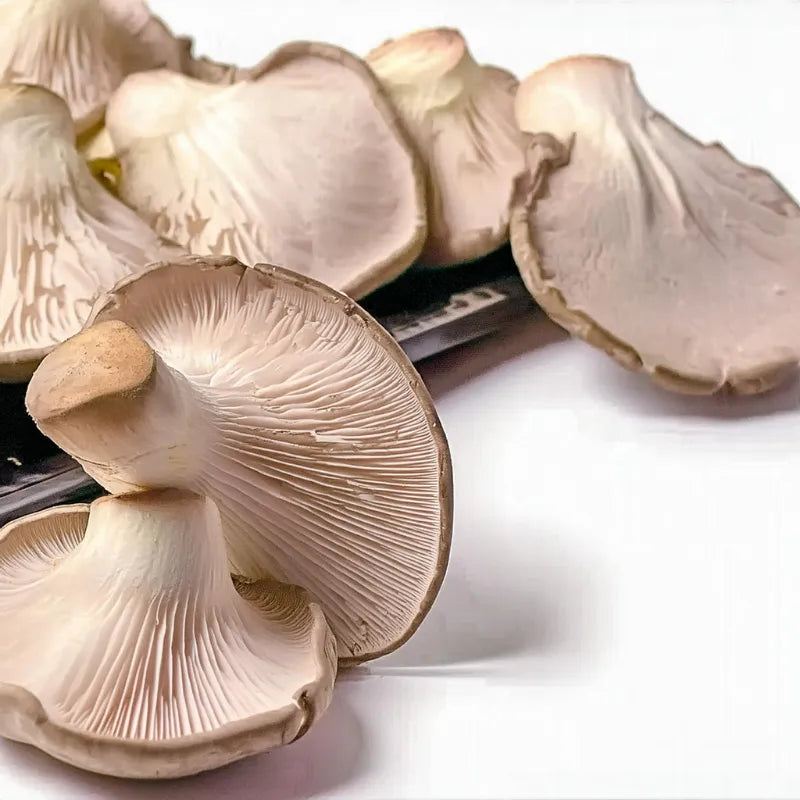 Champiñon Ostra - 200 grs - FreshMate