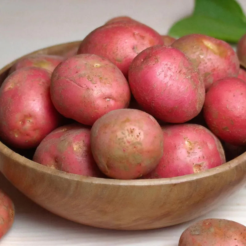 Papa Astrix - 1 kg - FreshMate